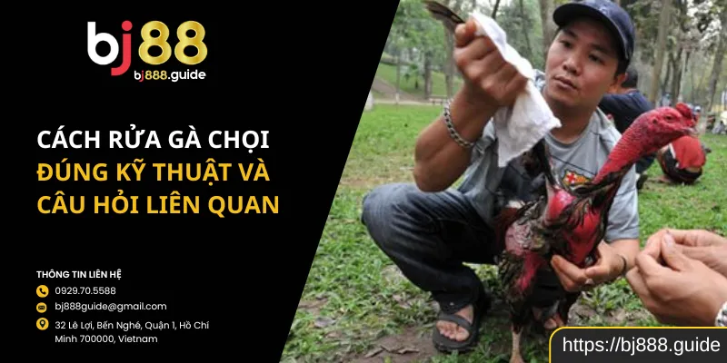 Cách Rửa Gà Chọi Đúng Kỹ Thuật Và Câu Hỏi Liên Quan