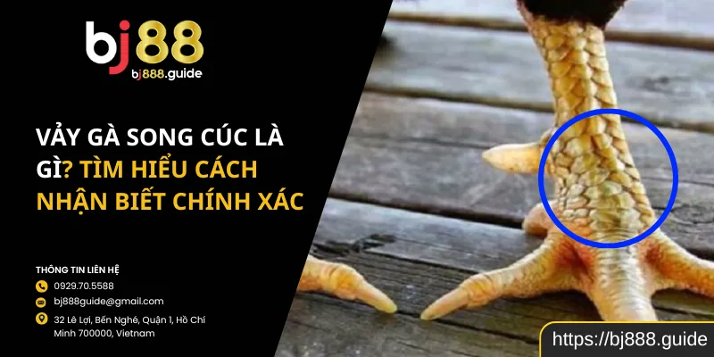 Vảy Gà Song Cúc Là Gì? Tìm Hiểu Cách Nhận Biết Chính Xác