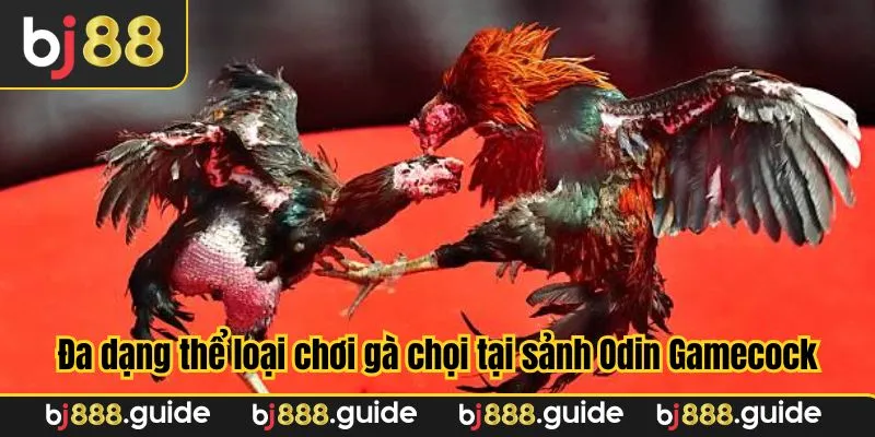 Đa dạng thể loại chơi gà chọi tại sảnh Odin Gamecock